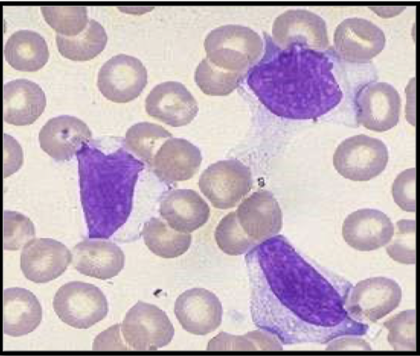<p>what are these cells and what are they associated with</p>