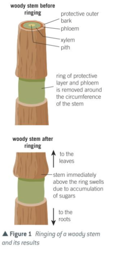 <ul><li><p>If a ring of bark is removed from a woody stem (with phloem, not xylem), a bulge forms above the ring, which has a higher concentration of sugars than the fluid below the ring → evidence there’s a downward flow of sugars</p></li><li><p>A radioactive tracer (e.g. <sup>14</sup>C) can be used to track the movement of organic substances in a plant</p></li><li><p>Pressure in the phloem can be investigated using aphids (pierce the phloem, allowing sap to flow out). The sap flows out quicker nearer the leaves than further down the stem → evidence there’s a pressure gradient</p></li><li><p>If a metabolic inhibitor (stops ATP production) is put into the phloem, translocation stops → evidence that active transport is involved</p></li></ul><p></p>