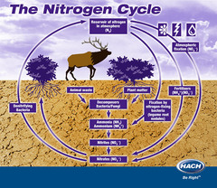 <p>Includes nitrogen fixation, nitrification, assimilation, ammonification, and denitrification.</p>