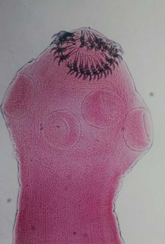 term image