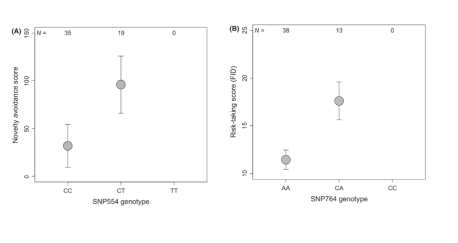 <ul><li><p>the CT genotype on SNP 554 shows a higher novelty avoidance score (takes longer for bird to land on the nest when a new object is present)</p></li><li><p>the CA genotype on SNP764 shows a higher risk-taking score</p></li><li><p>the rare TT genotype on SNP554 and CC genotype on SNP764 were not represented</p></li></ul><p></p>