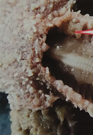 <p>what is pointed to on this sea star</p>