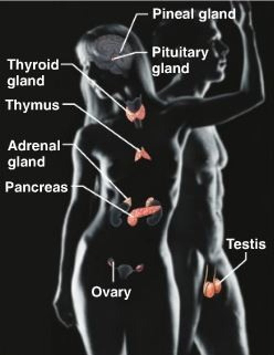 <p>Uses hormones for slower communication</p>