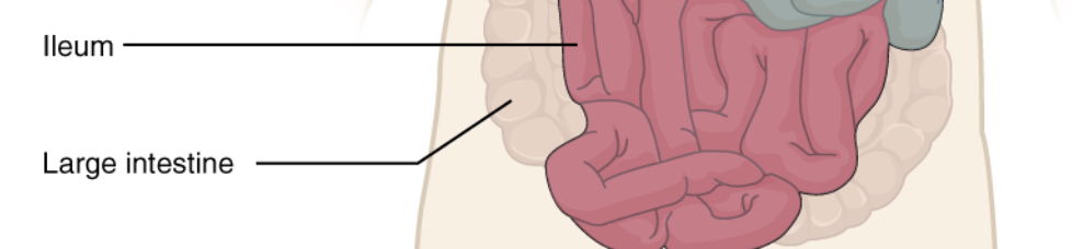 <p>the longest and most distal region of the small intestine</p>