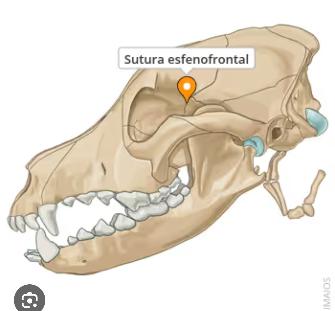 <p>sutura esfenofrontal</p>