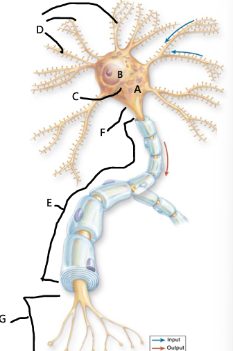<p>site of neuronal communication, termination of axons, axons can communicate with other neurons, muscle cells or gland cells</p>