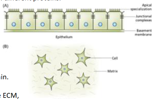<p>Epithelial Cells and Mesenchymal Cells</p>
