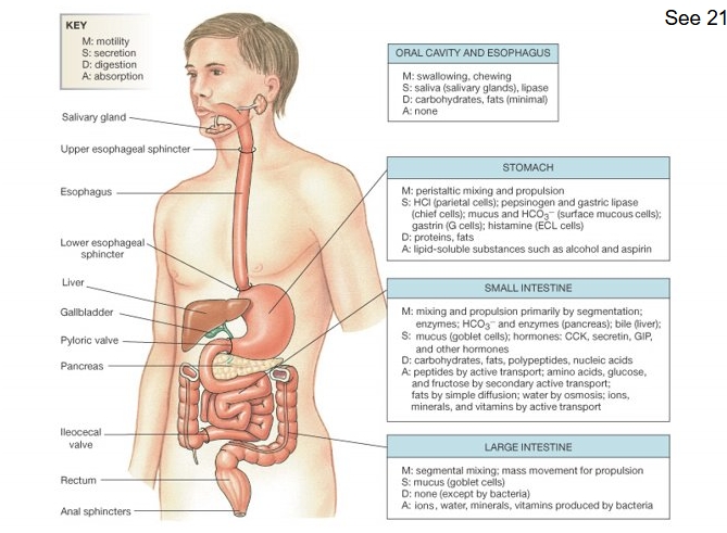 <p>Hollow tube</p><p>Oral cavity and easophagus (only non mucosal part)</p><p>Lower esophageal sphincter not as effective as other spincters</p><p>Stomach  - around 25% of fat digestion (gastric lipase)</p><p>Small intestine</p><p>Large intestine </p><p>All have roles in MDSA (motility, digestion, secretion and adsorption)</p>
