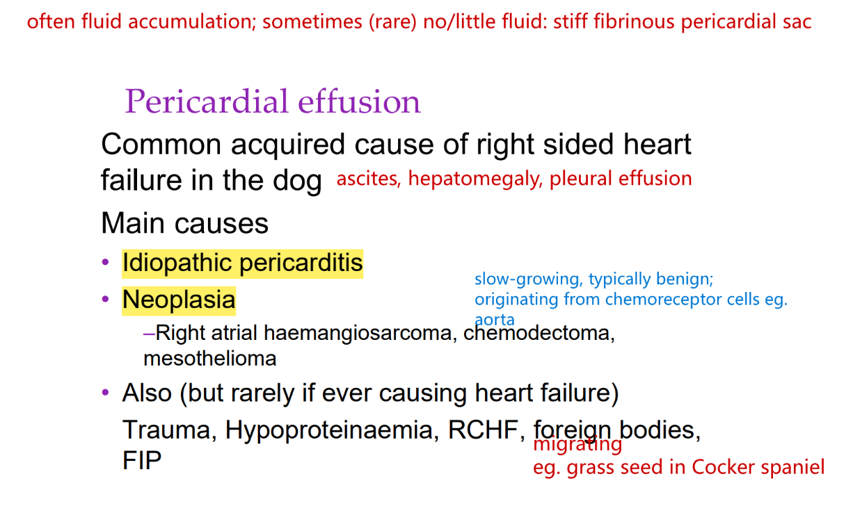 <p>Generally poor, especially with right atrial hemangiosarcoma.</p>