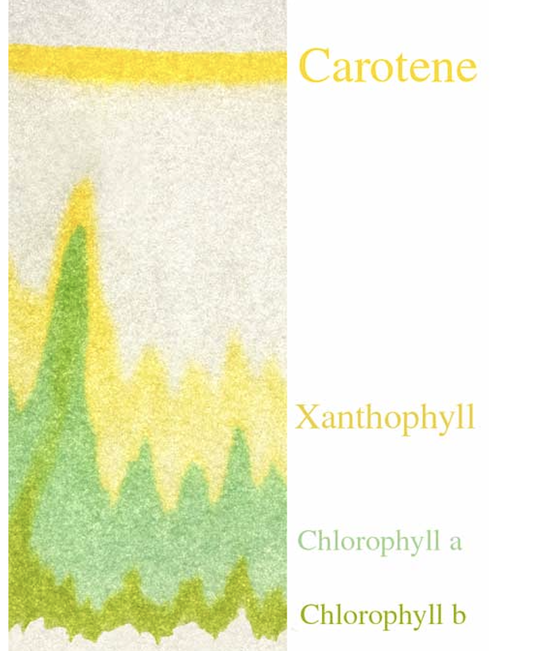<p>Chromatography: </p><p>color &amp; solubility/abundance </p><ul><li><p>Carotene</p></li><li><p>Chlorophyll A</p></li><li><p>Chlorophyll B</p></li><li><p>Xanthophyll</p></li></ul><p></p>