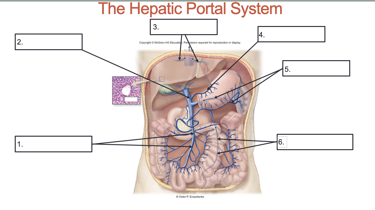<p>Label these veins of the Hepatic Portal System:</p>