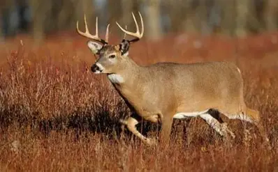 <p>What Mammal is this?</p>