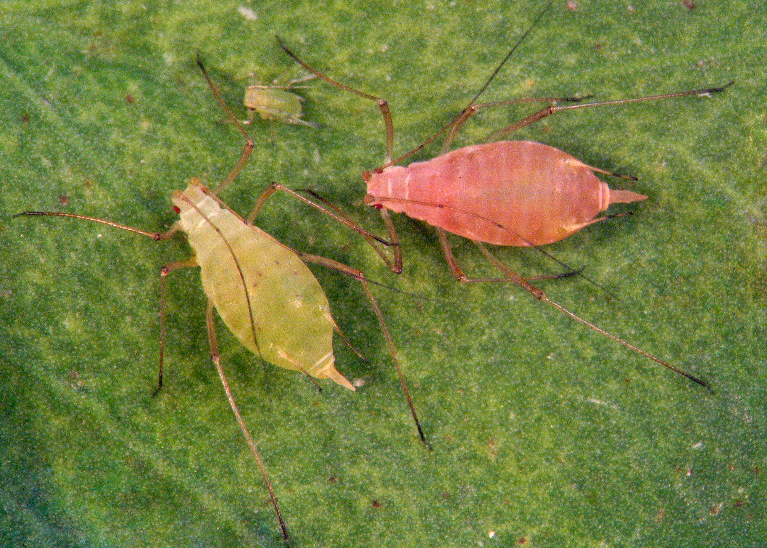 <p>green and red morph</p>