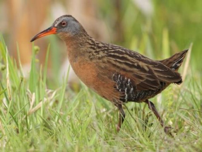 <p>Species, family, order?</p>