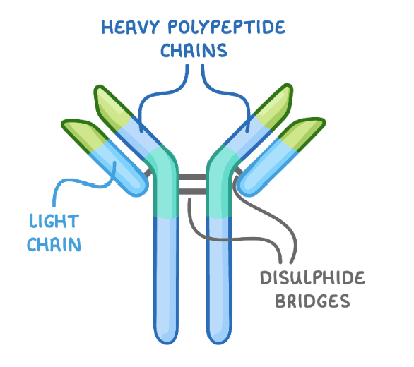 <ul><li><p><span>Y shaped glycoproteins</span></p><ul><li><p><span>Made of four polypeptide chains</span></p></li><li><p><span>2 heavy and 2 light chains</span></p></li><li><p><span>Held together via disulphide bridges</span></p></li></ul></li><li><p><span>Made up of various regions</span></p><ul><li><p><span>Constant region</span></p><ul><li><p><span>Same for all antibodies and binds to receptors on cells such as B cells</span></p></li></ul></li><li><p><span>Variable region</span></p><ul><li><p><span>Different for each antibody</span></p></li><li><p><span>Complimentary to specific antigen</span></p></li></ul></li><li><p><span>Hinger region</span></p><ul><li><p><span>Flexible so can bind to multiple antigens at once</span></p></li></ul></li></ul></li></ul><p></p>