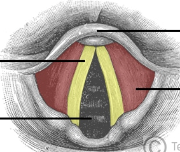 <p>whats the open space in the middle of the colored region ? </p>