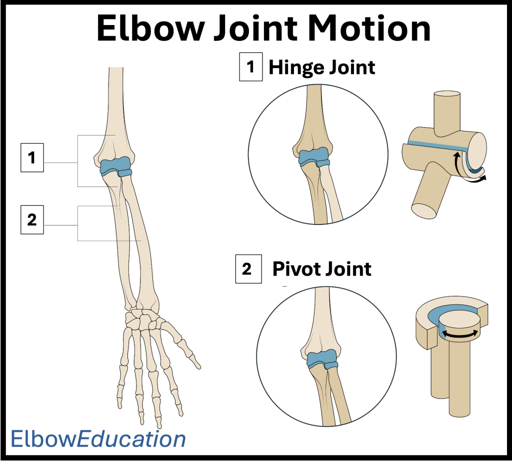 <p>where is a <strong>pivot joint</strong> located in the forearm</p>