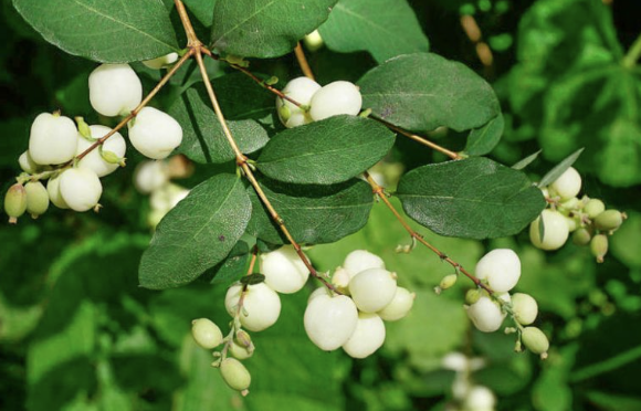 little white berries, very round and green leaves