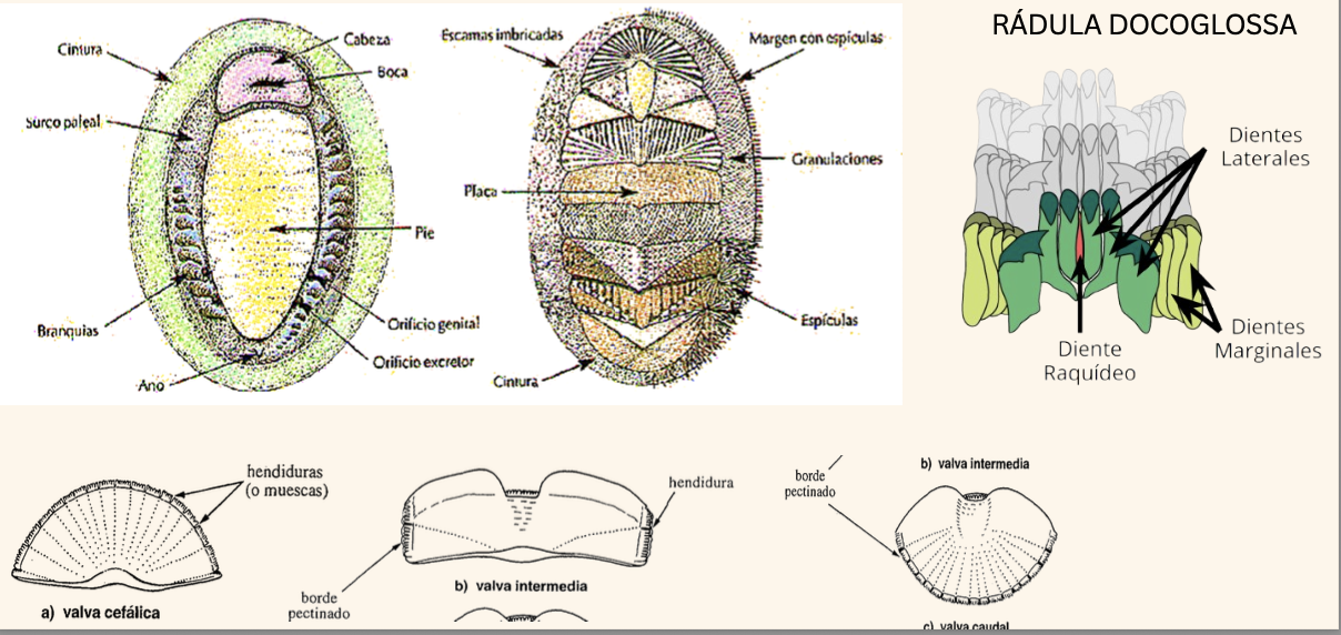 <p><strong>FILO </strong>Mollusca<strong><br>CLASE </strong>Polyplacophora<br><strong>FAMILIA</strong> Chitonidae<br><strong>GÉNERO </strong><em><u>Chiton stokesii</u></em><br><strong>NOMBRE COMÚN </strong>Cucarachas de mar<strong><br>CARACTERÍSTICAS </strong>Valvas lisas o con costillas finas, ovalados (medianos a grandes)<br><strong>RÁDULA </strong>Docoglossa<strong><br>ALIMENTACIÓN </strong>Herbívoros<strong><br>HÁBITAT </strong>Sobre y bajo rocas, grietas</p>