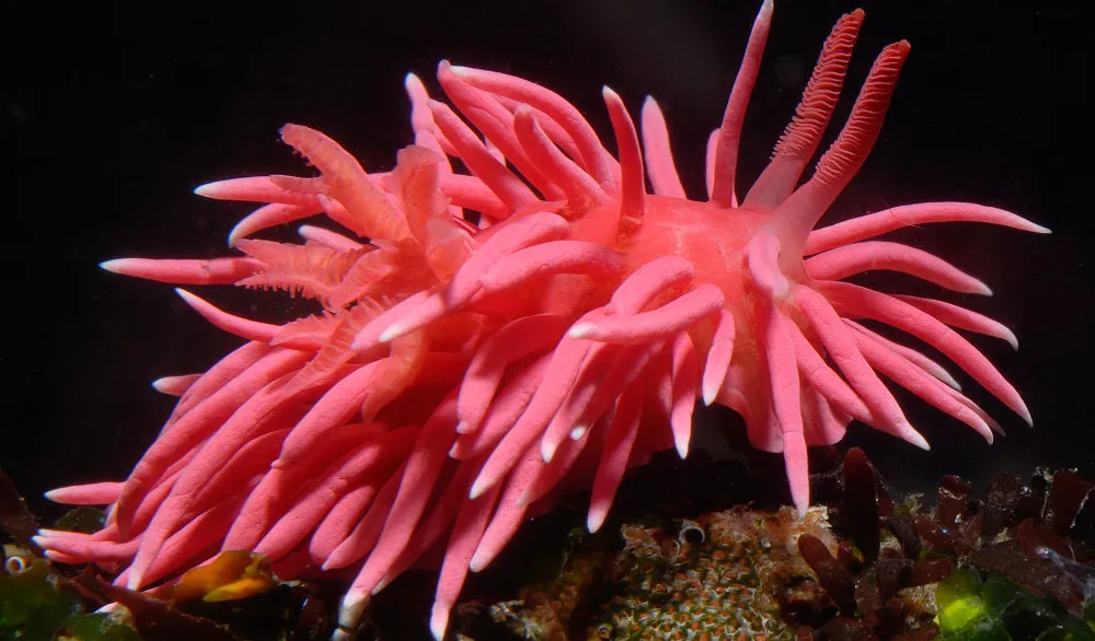 <p>Hopkin’s Rose</p>