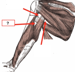 <p>radial nerve</p><p>profunda brachii artery</p>