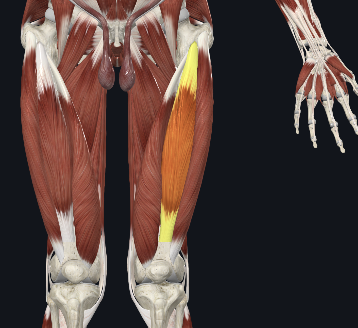 <p>Anterior view</p><p>Muscles</p>