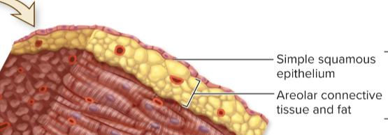 <p>visceral layer of serous pericardium and areolar connective tissue</p>