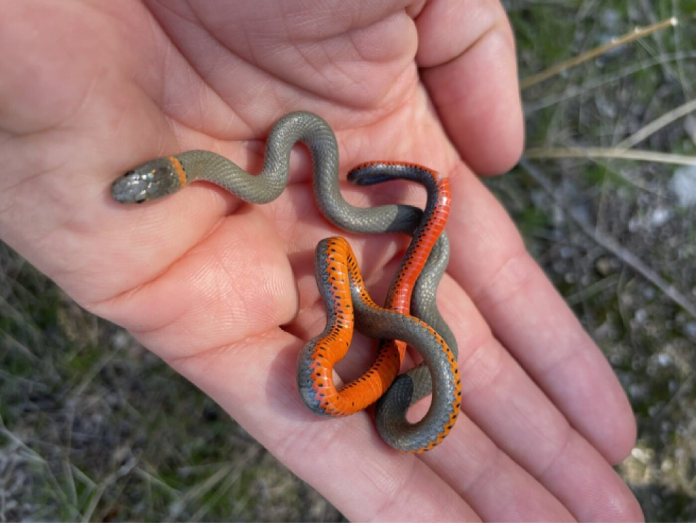 <p>Diadophis punctatus</p><ul><li><p>Family Colubridae</p></li><li><p>Suborder Ophidia (Serpentes)</p></li><li><p>Order Squamata</p></li><li><p>Subclass Lepidosauria</p></li></ul><p></p>