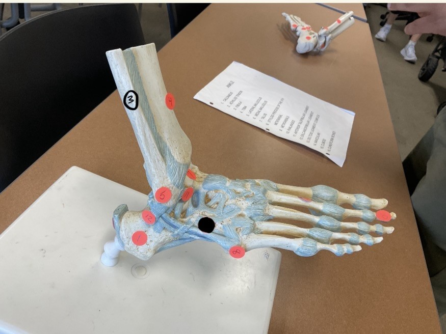<p>what structures are 1, 8, 11, and 12 </p>