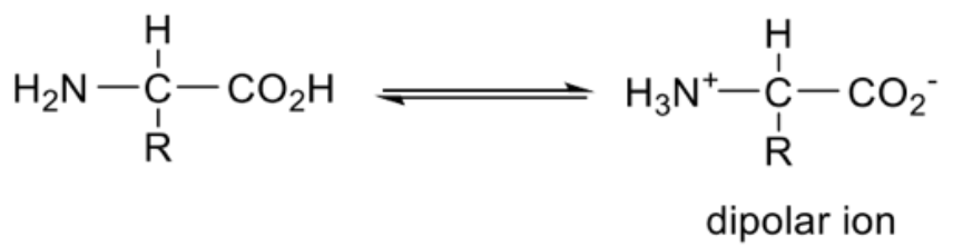 <ul><li><p><span style="background-color: transparent;">Amino acids exist as dipolar ions with no overall charge.</span></p></li><li><p><span style="background-color: transparent;">The dipolar ion is formed via internal acid-base reaction between the ─NH2 and ─CO2H groups</span></p></li></ul><p></p>