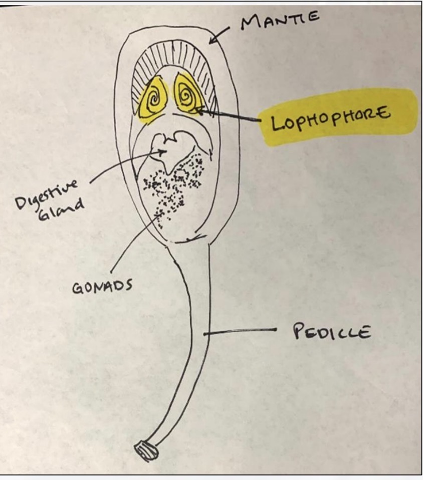 <p>Top to bottom</p><p>Mantle</p><p>Lophophore</p><p>Digestive gland</p><p>Gonads</p><p>Pedille</p>