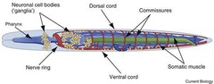 <p>The main mass of the central nervous system, forming a ring around the pharynx</p>