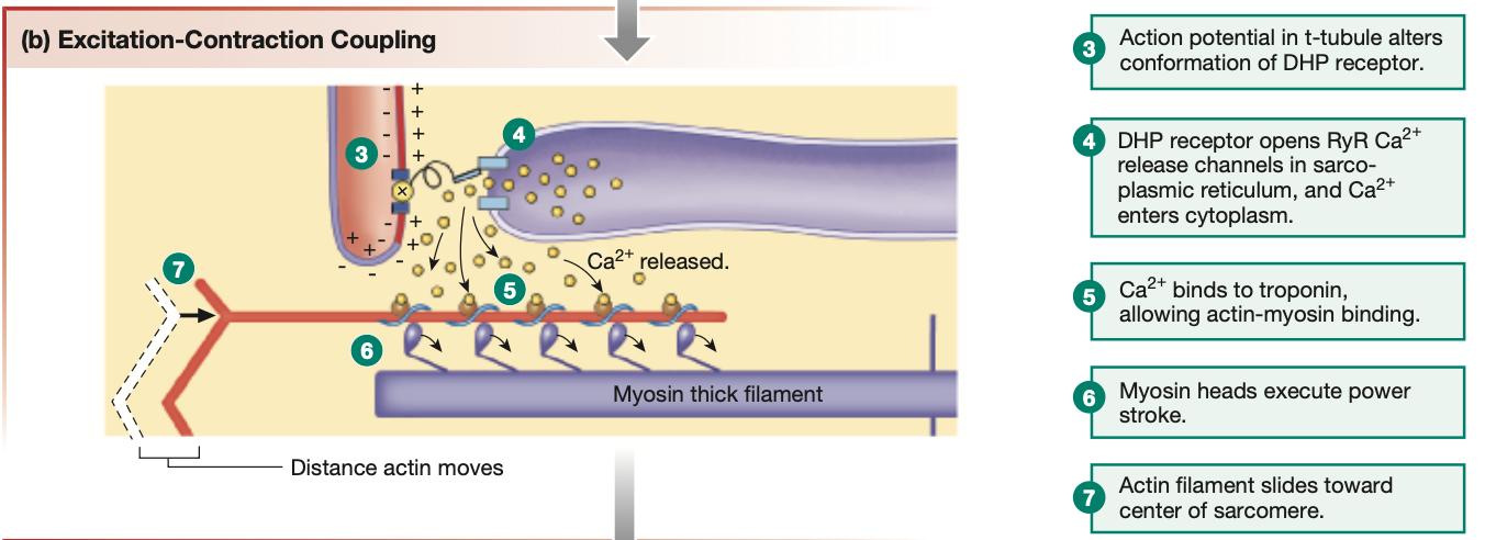 <ol start="15"><li><p><strong><em><mark data-color="green" style="background-color: green; color: inherit;">RyR channels</mark></em></strong> are physically pryed open, letting the contents of the <mark data-color="yellow" style="background-color: yellow; color: inherit;">sarcoplasmic reticulum</mark> flow into the skeletal muscle cell. (RyR channels are mechanically-gated ion channels)</p></li><li><p>The <mark data-color="yellow" style="background-color: yellow; color: inherit;">sarcoplasmic reticulum</mark> contains <mark data-color="green" style="background-color: green; color: inherit;">Ca2+</mark> stores.</p></li><li><p>Hence, when <strong><em><mark data-color="green" style="background-color: green; color: inherit;">RyR channels</mark></em></strong> open, <mark data-color="green" style="background-color: green; color: inherit;">Ca2+</mark> rushes into the skeletal muscle cell.</p></li><li><p>The more <mark data-color="green" style="background-color: green; color: inherit;">Ca2+</mark> released by the sarcoplasmic reticulum, the more force produced in a movement</p></li><li><p><mark data-color="green" style="background-color: green; color: inherit;">Ca2+</mark> that floods the skeletal muscle cell binds to <mark data-color="red" style="background-color: red; color: inherit;">troponin</mark> on <strong><em><u><mark data-color="red" style="background-color: red; color: inherit;">actin myofilaments</mark></u></em></strong></p></li></ol><p></p>