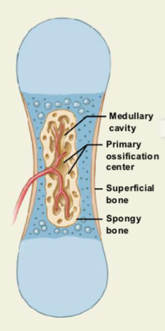 <ul><li><p><strong>Blood vessels and osteoblasts invade the center of the cartilage</strong>.</p></li><li><p>They enter the <strong>spaces left by dead chondrocytes</strong>.</p></li><li><p><strong>Calcified cartilage breaks down</strong>.</p></li><li><p><strong>Osteoblasts replace cartilage with spongy bone</strong>.</p></li><li><p>Bone formation spreads from the <strong>primary ossification center in the shaft</strong> toward both ends.</p></li></ul><p></p>
