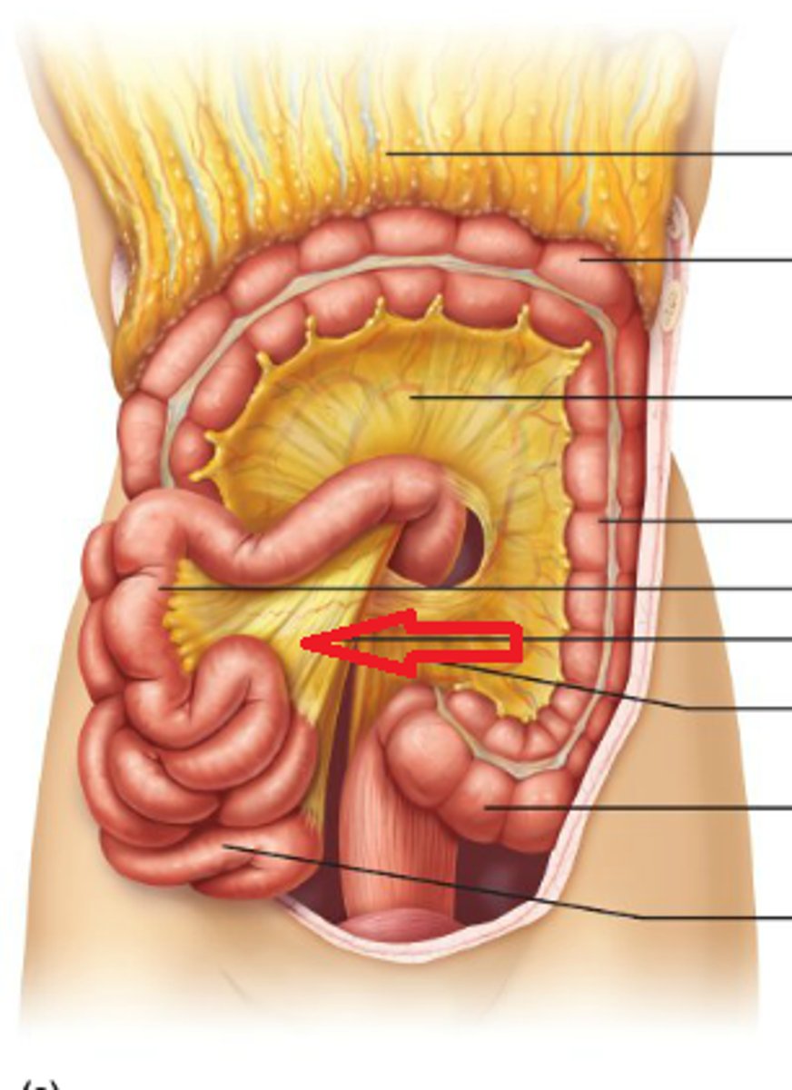 <p>double layer of visceral peritoneum found mainly on intestines - "shrink wrap" that holds structures together, carries VANs, may be mobile w/ the organ</p>