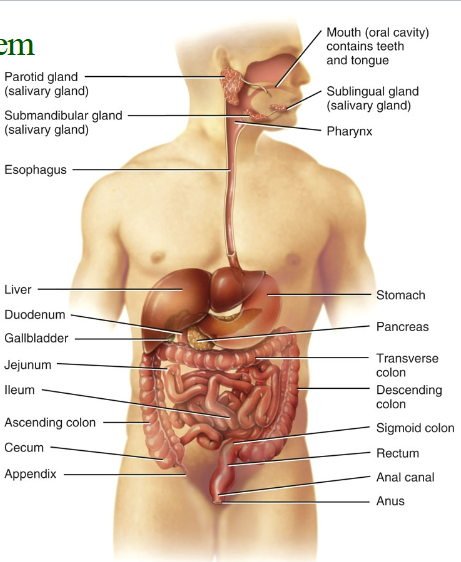 <p>Structure</p><ul><li><p>Gastrointestinal/digestive system,</p></li><li><p>Alimentary canal: extends from the mouth to the anus through the ventral body cavity (approximately 9 m, or 30 ft.).</p></li></ul><ul><li><p>Accessory organs: teeth, tongue, salivary glands, liver, gallbladder, and pancreas</p></li></ul><p>Function</p><p>ABSORPTION.</p><p> Digestion</p><p>◦ Chemical</p><p>◦ Mechanical</p><p> ingestion,</p><p> secretion,</p><p> mixing and propulsion,</p><p> defecation</p><p>Role in metabolic processes.</p><p> Catabolism: Larger molecules are broken into smaller molecules (mouth, stomach, duodenum).</p><p>◦ In the GI tract, this is called Digestion and can occur by either mechanical or chemical means.</p><p> Anabolism: Smaller molecules are used as building blocks for larger molecules (liver)</p>