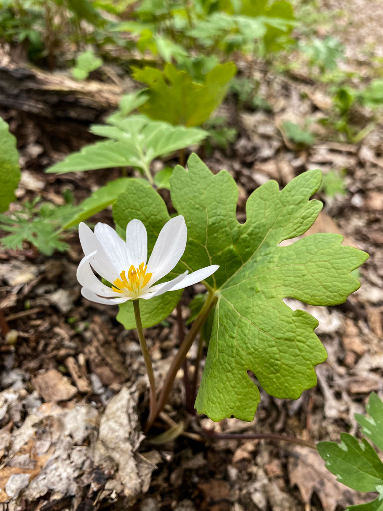 <p><strong>(<em>Sanguinaria canadensis</em>)</strong> – Spring ephemeral with single white flower and deeply lobed leaf; red sap in rhizome. Rich woods. <strong>Autotroph; spring ephemeral.</strong><br><strong>Uses:</strong> Traditional medicinal/dye; <strong>toxic if ingested improperly</strong>.</p>