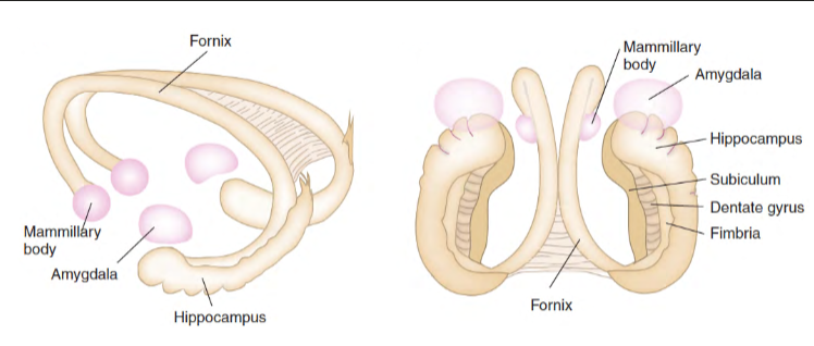 <p>fibre connection between hippocampus and hypothalamus</p>