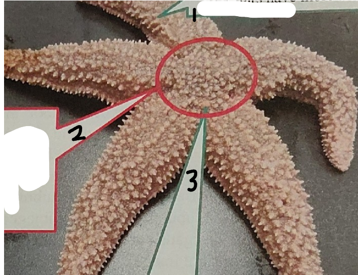 <p>point 1 on this sea star</p>