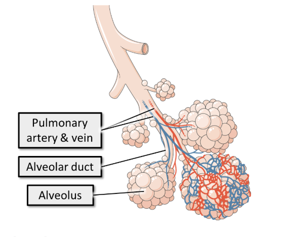 <ul><li><p>Alveoli are arranged in lung lobules which are a cluster of alveoli surrounded by elastic fibres and a network of capillaries.</p></li><li><p>A lung lobule is a cluster of alveoli supplied by a single respiratory bronchiole, surrounded by the connective tissue of the lung:</p></li></ul><p></p>