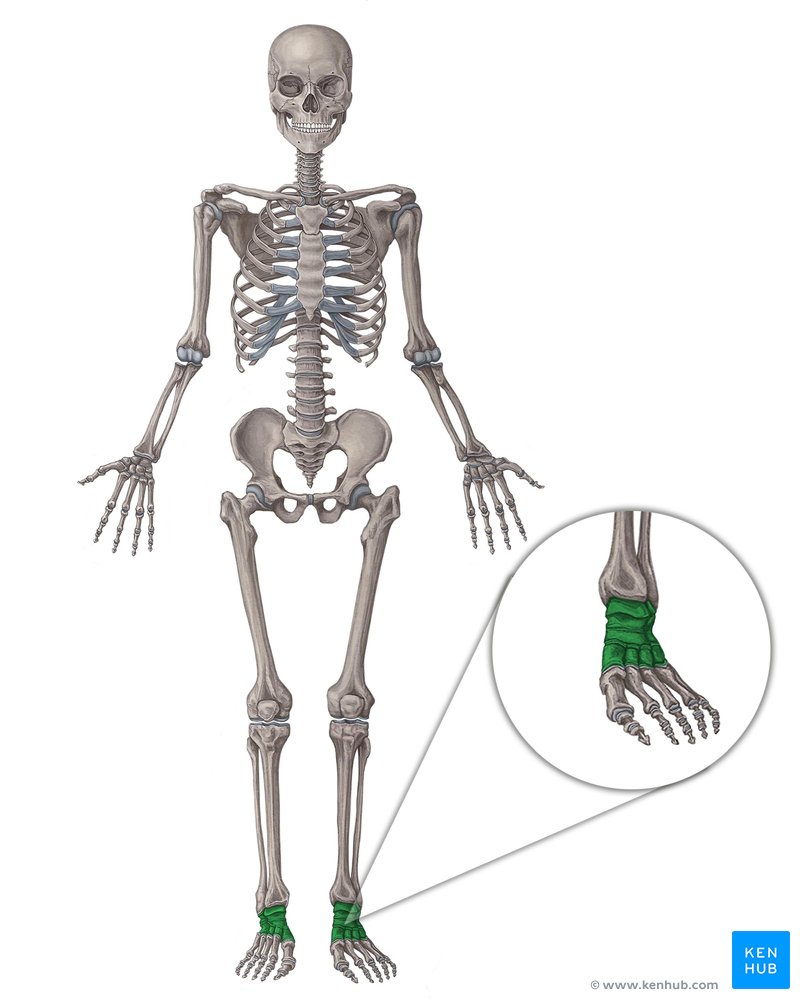 <p>What bone is this?</p>