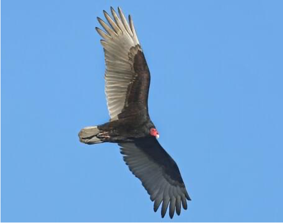 <p>Species, family, order?</p>