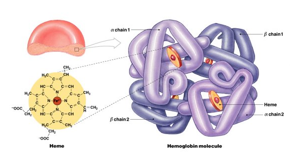<ul><li><p>transports oxygen, found in erythrocytes (RBCs)</p></li><li><p>metalloprotein — each heme site has an iron (Fe) ion</p></li><li><p>undergoes a conformational change as O2 binds to the heme site of each subunit (4 total)</p></li></ul><p></p>