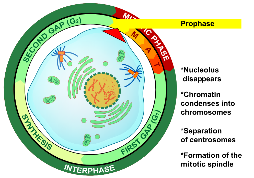<p>Prophase</p>