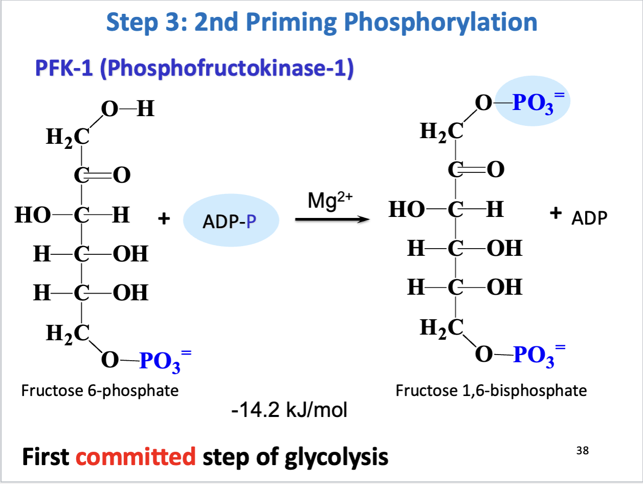 <p>Glycolysis Step 3</p>