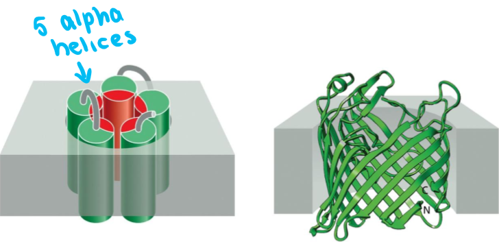 <p>Create a protein lined path for transport through the cell</p>