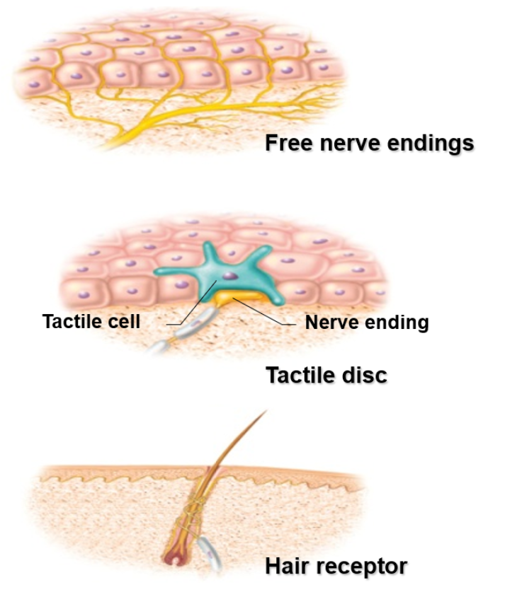 <ul><li><p>Dendrites are not wrapped in connective tissue</p></li><li><p><span style="background-color: transparent;">Free Nerve Endings</span></p><ul><li><p><span style="background-color: transparent;">For pain and temperature</span></p></li><li><p><span style="background-color: transparent;">Skin and mucous membrane</span></p></li></ul></li><li><p><span style="background-color: transparent;">Tactile (Merkel) Discs</span></p><ul><li><p><span style="background-color: transparent;">For light touch and texture</span></p></li><li><p><span style="background-color: transparent;">Associated with Merkel cells at the base of epidermis</span></p></li></ul></li><li><p><span style="background-color: transparent;">Hair Receptors (Peritrichial Endings)</span></p><ul><li><p><span style="background-color: transparent;">Wrap around the base of the hair follicle</span></p></li><li><p><span style="background-color: transparent;">Monitor the movement of hair</span></p></li></ul></li></ul><p></p>