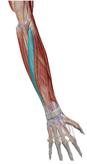 term image