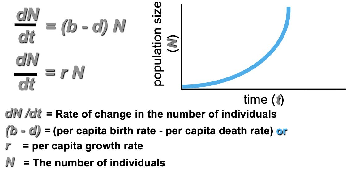 <p>All populations have the potential for exponential growth</p><p>Assumption: there is an unlimited resource environment:</p><p>- There are no restrictions on an organism’s ability to harvest energy,</p><p>grow and reproduce</p><p>- usually short amount of time</p><p>1. If the number of new individuals added per individual per unit time to a population is constant</p><p>2. And if the environment is constant and resources are unlimited:</p><p>positive rates of increase lead to exponential growth</p><p>If: r < 0 (death is bigger than birth; population decreases), r = 0 (b=d; population size is constant, r > 0 (b>d; population size increases)</p><p>A population with a higher per capita growth rate (r) will grow faster than one with a lower per capita growth rate</p><p>For short time periods some populations may grow at rates close to the intrinsic growth rate (rmax)</p>