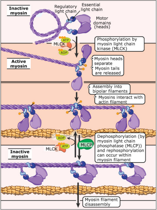 <p>Myosin Light Chain Kinase (MLCK) = phosphorylates Myosin II light chains → functional myosin thick filament complex assembly </p><ul><li><p>Inactive myosin = dephosphorylated </p></li><li><p>Active myosin = phosphorylated  </p></li></ul><p></p>
